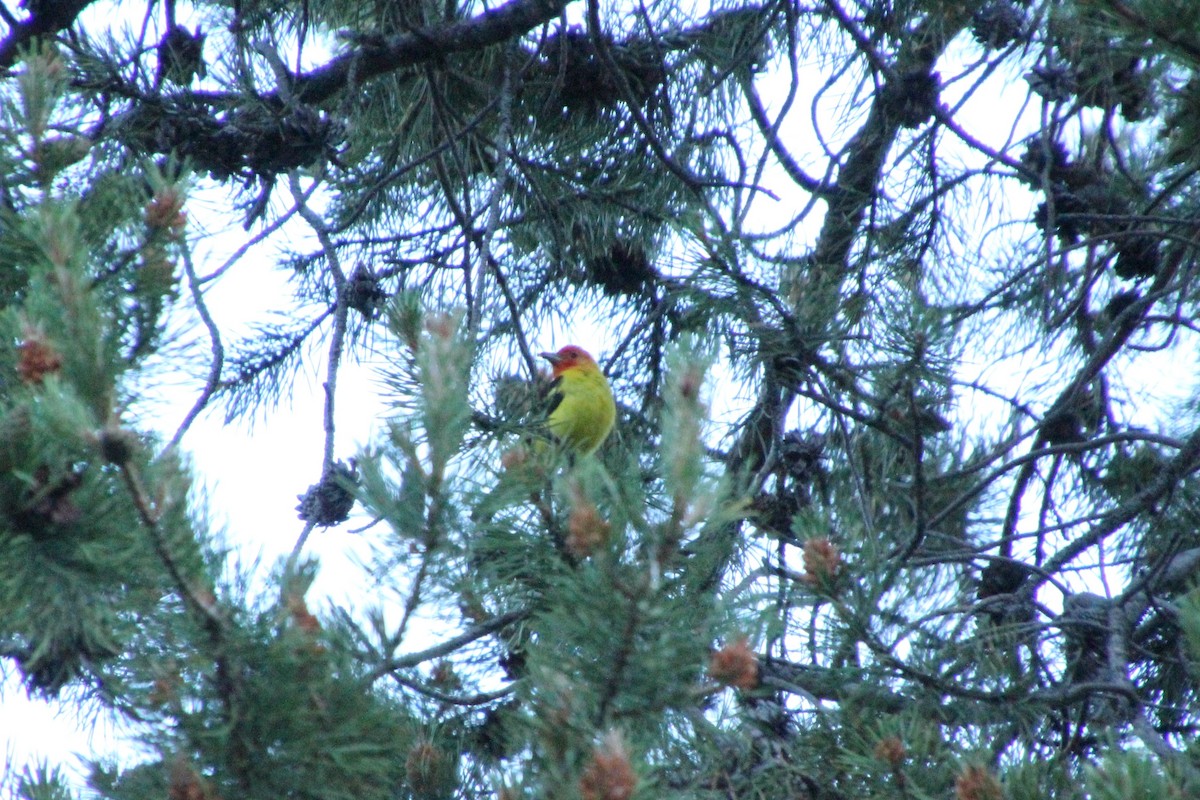 Western Tanager - ML638378388