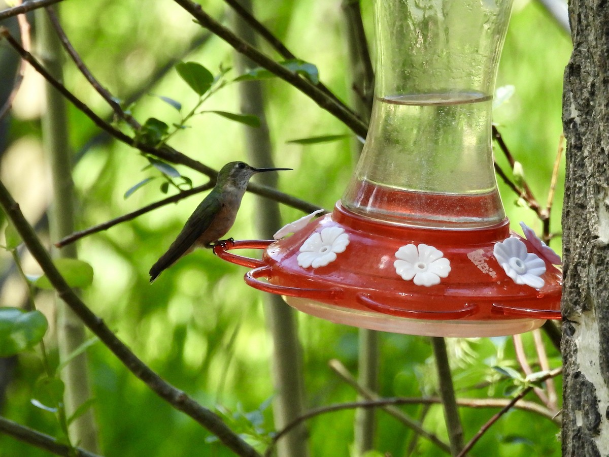 Broad-tailed Hummingbird - ML638378392