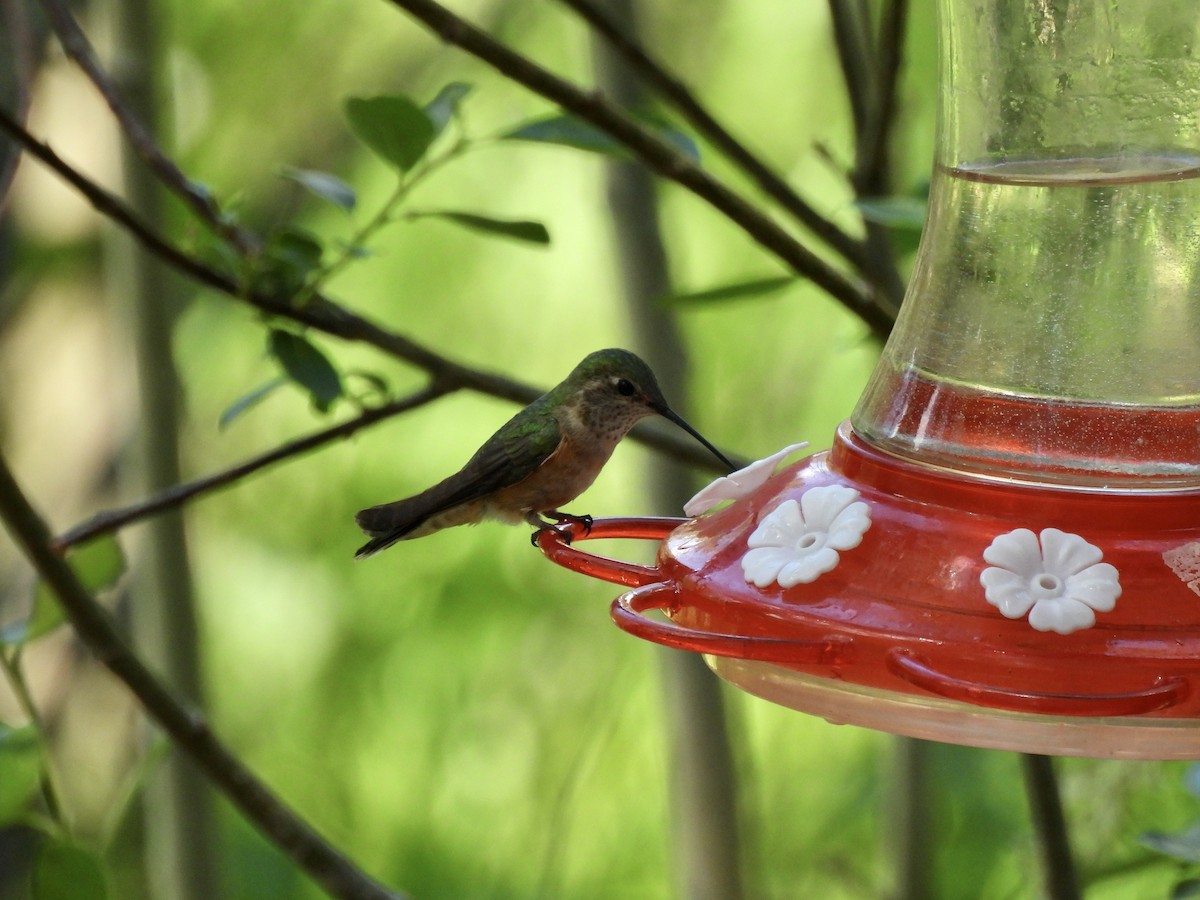 Broad-tailed Hummingbird - ML638378393