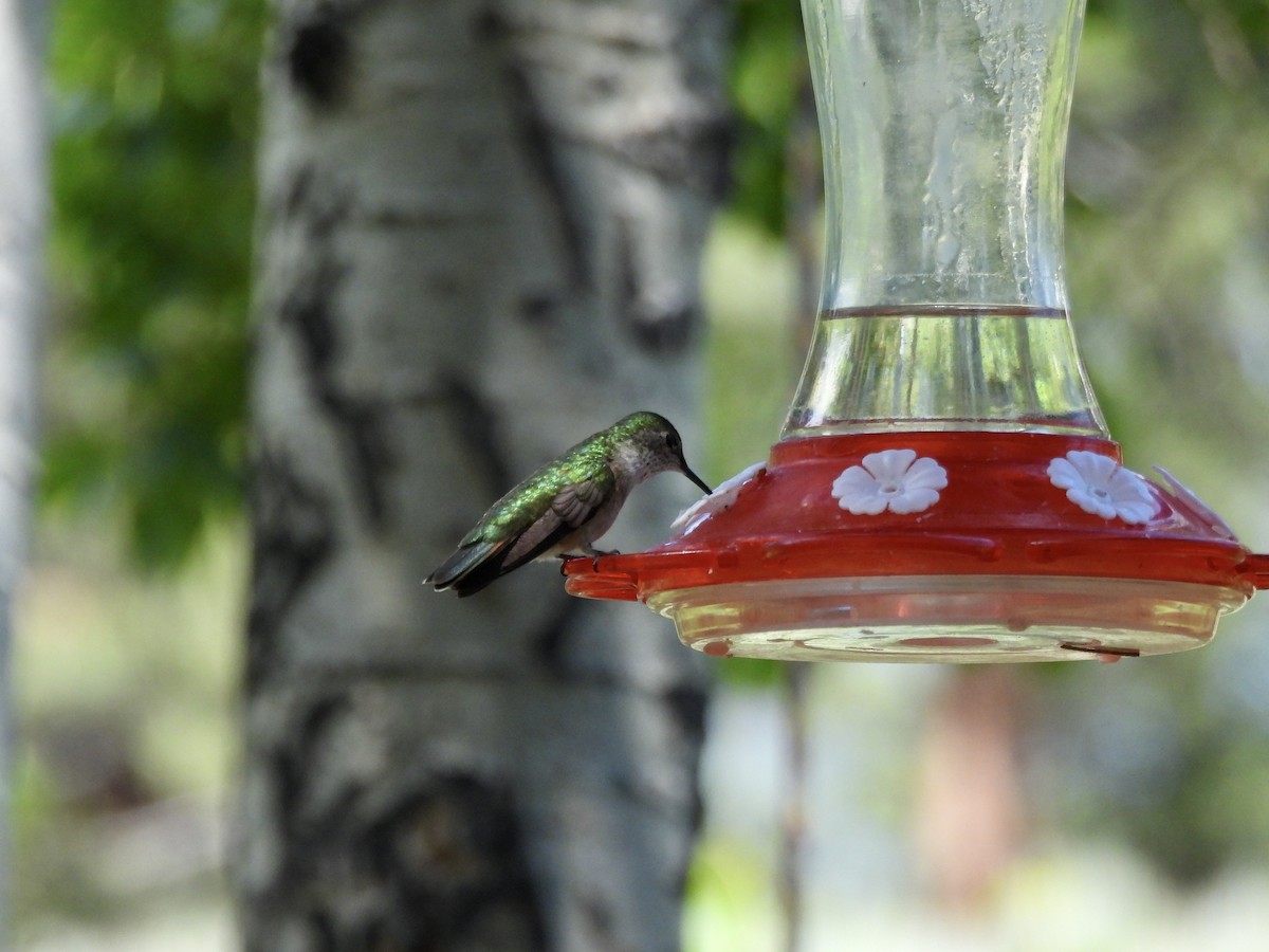 Broad-tailed Hummingbird - ML638378395