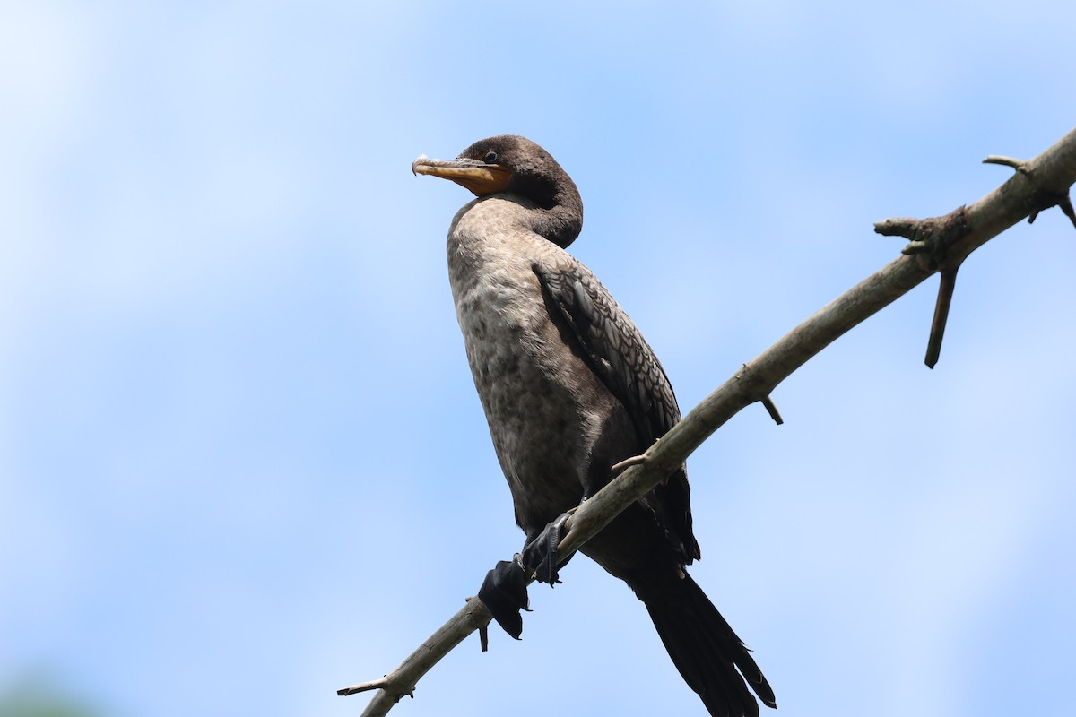 Double-crested Cormorant - ML638378428
