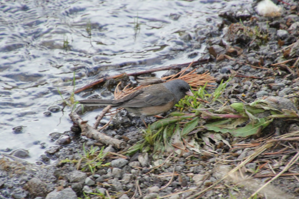 Junco Ojioscuro - ML638378431