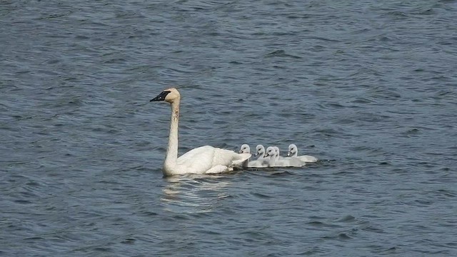 Trumpeter Swan - ML638378433