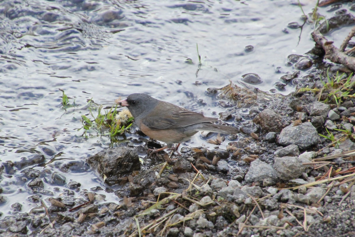 Junco Ojioscuro - ML638378434