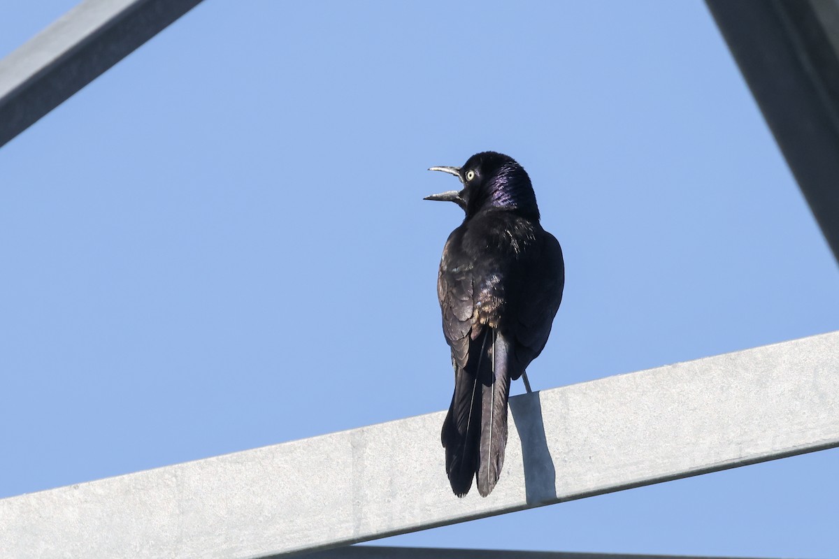 Common Grackle - ML638378436