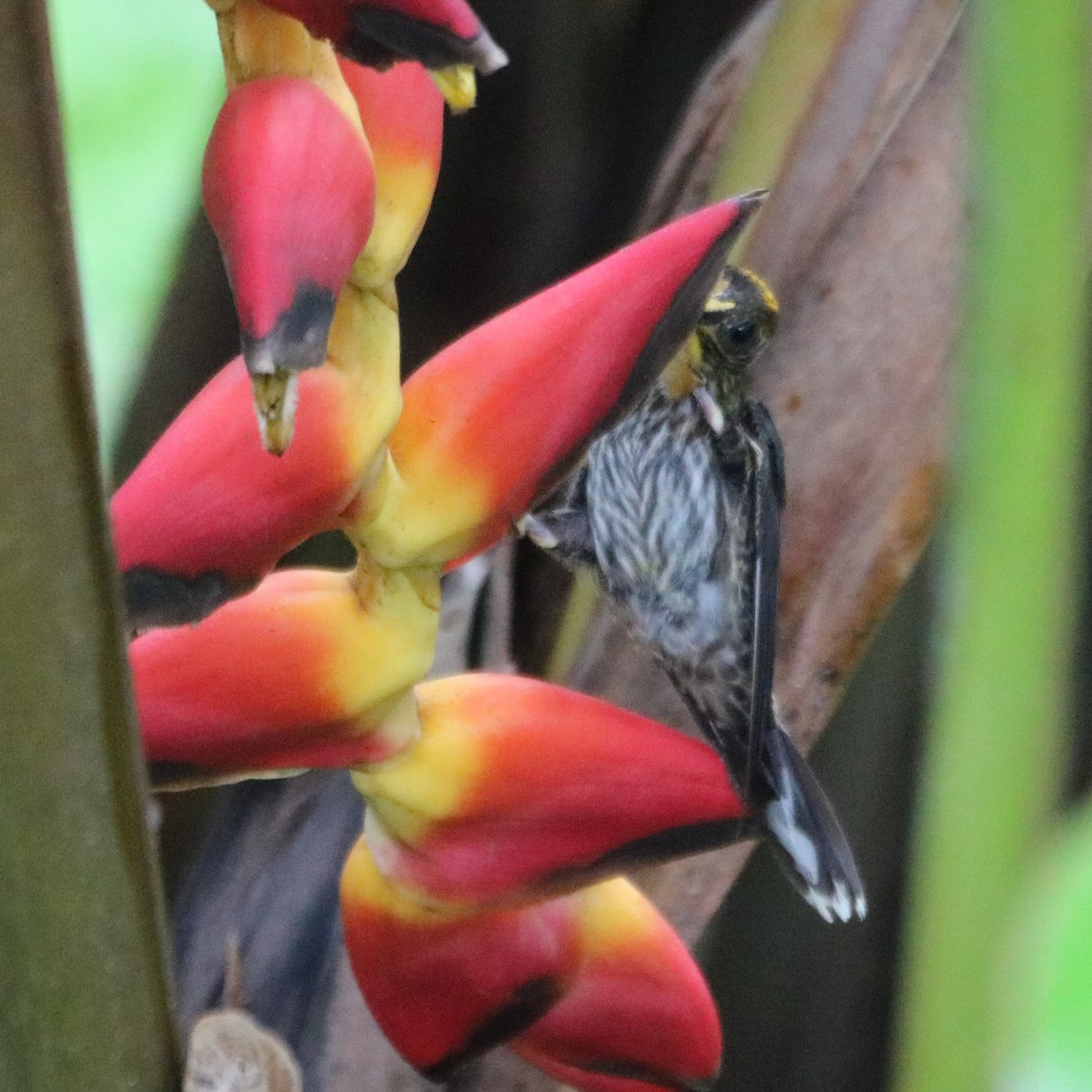 White-tipped Sicklebill - ML638378471