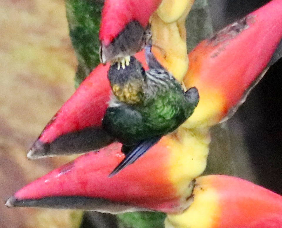 White-tipped Sicklebill - ML638378498