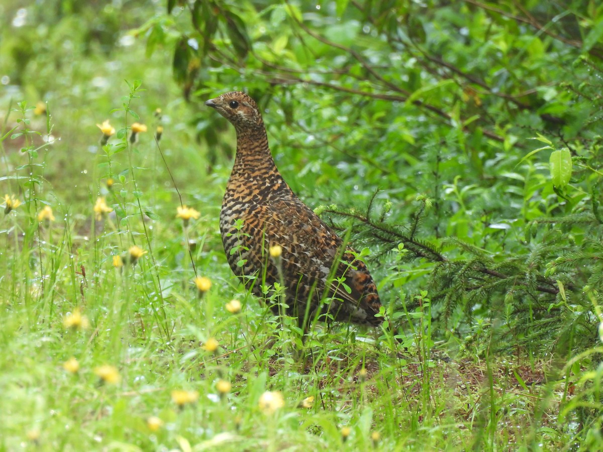 Spruce Grouse - ML638378511