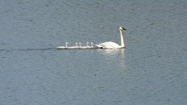 Trumpeter Swan - ML638378512