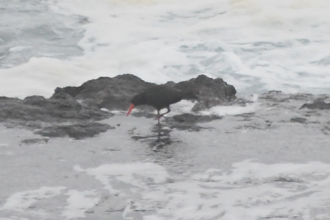 Sooty Oystercatcher - ML638378518