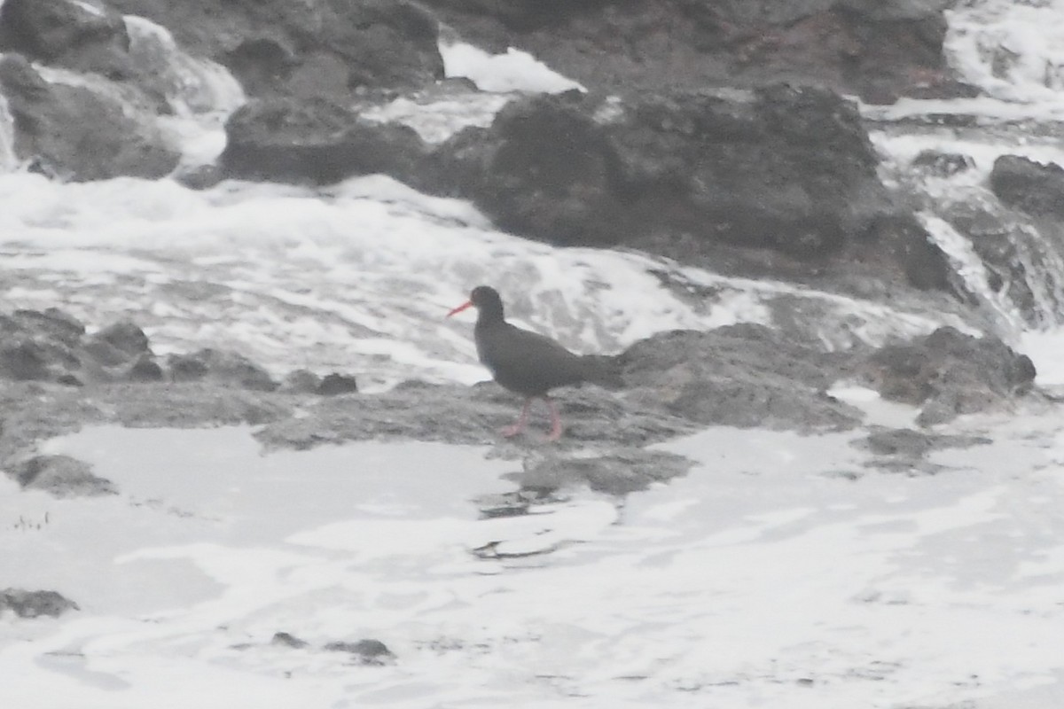 Sooty Oystercatcher - ML638378520