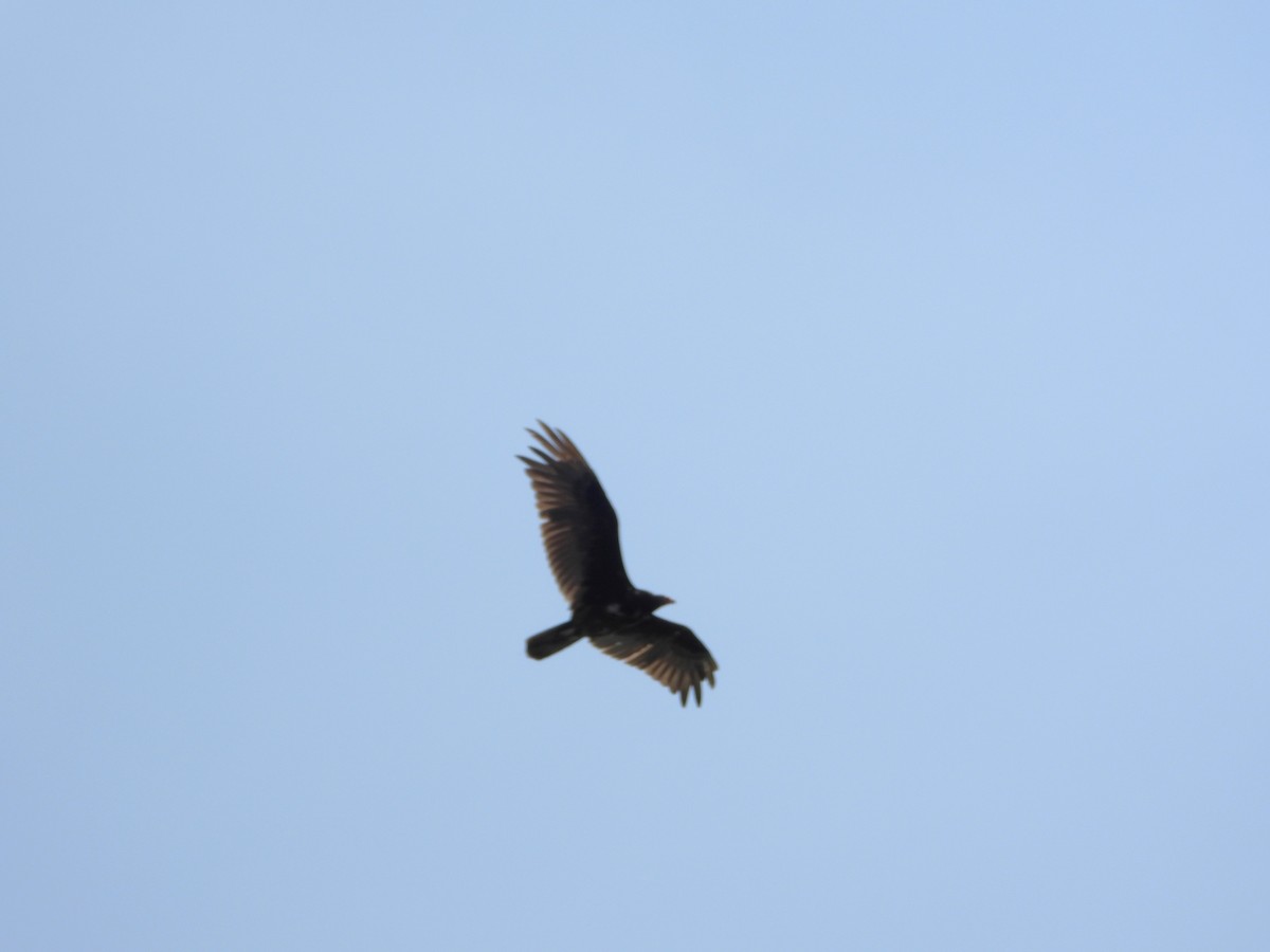 Turkey Vulture - ML638378556