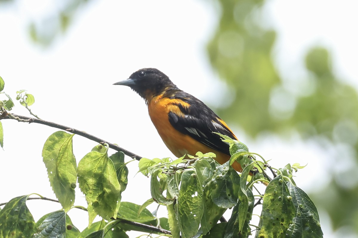Baltimore Oriole - ML638378576