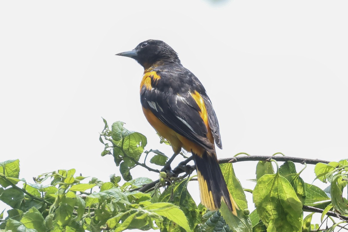 Baltimore Oriole - ML638378577