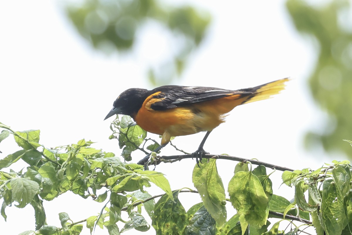 Baltimore Oriole - ML638378578