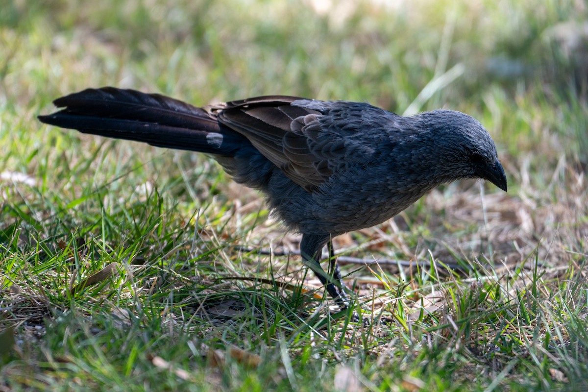 Apostlebird - ML638378608
