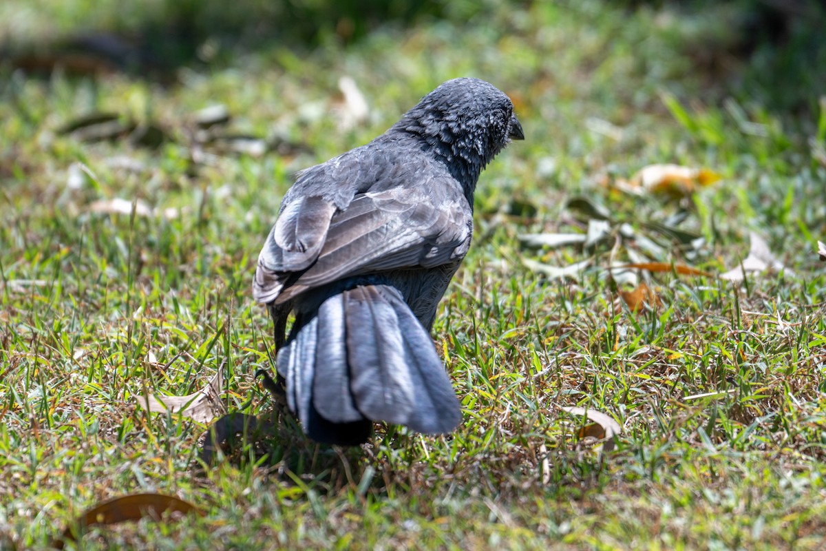 Apostlebird - ML638378609