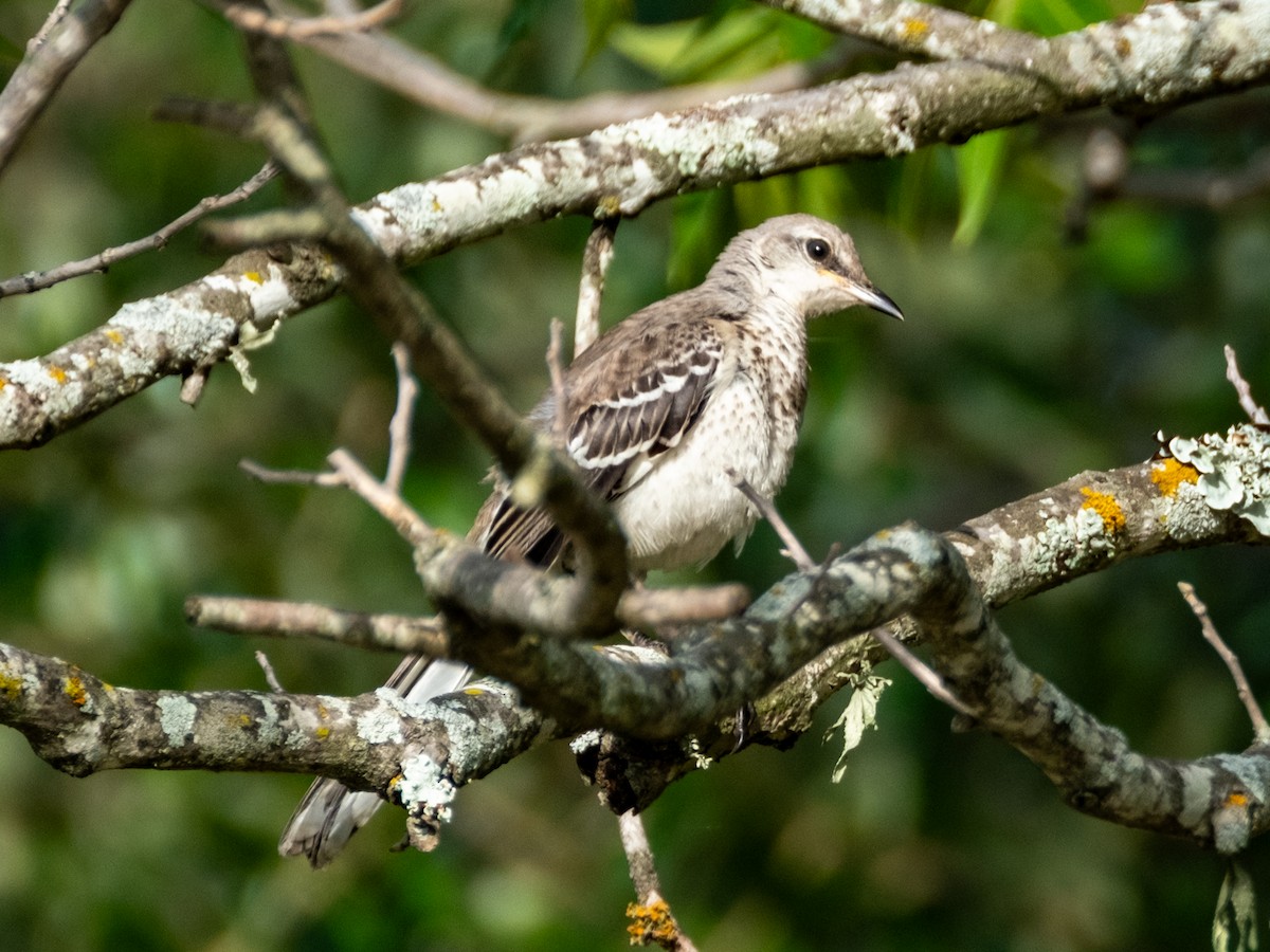 Northern Mockingbird - ML638378612
