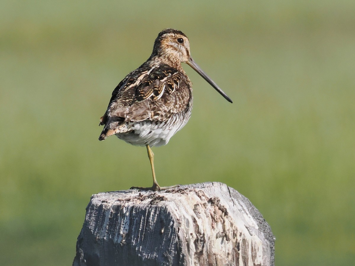 Wilson's Snipe - ML638378620