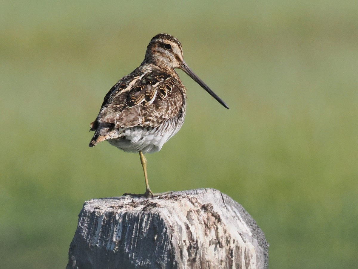 Wilson's Snipe - ML638378621