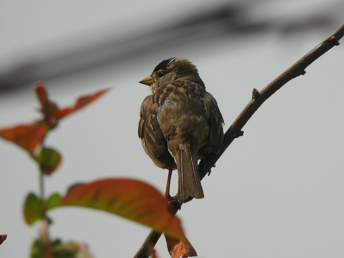 White-crowned Sparrow - ML638378635