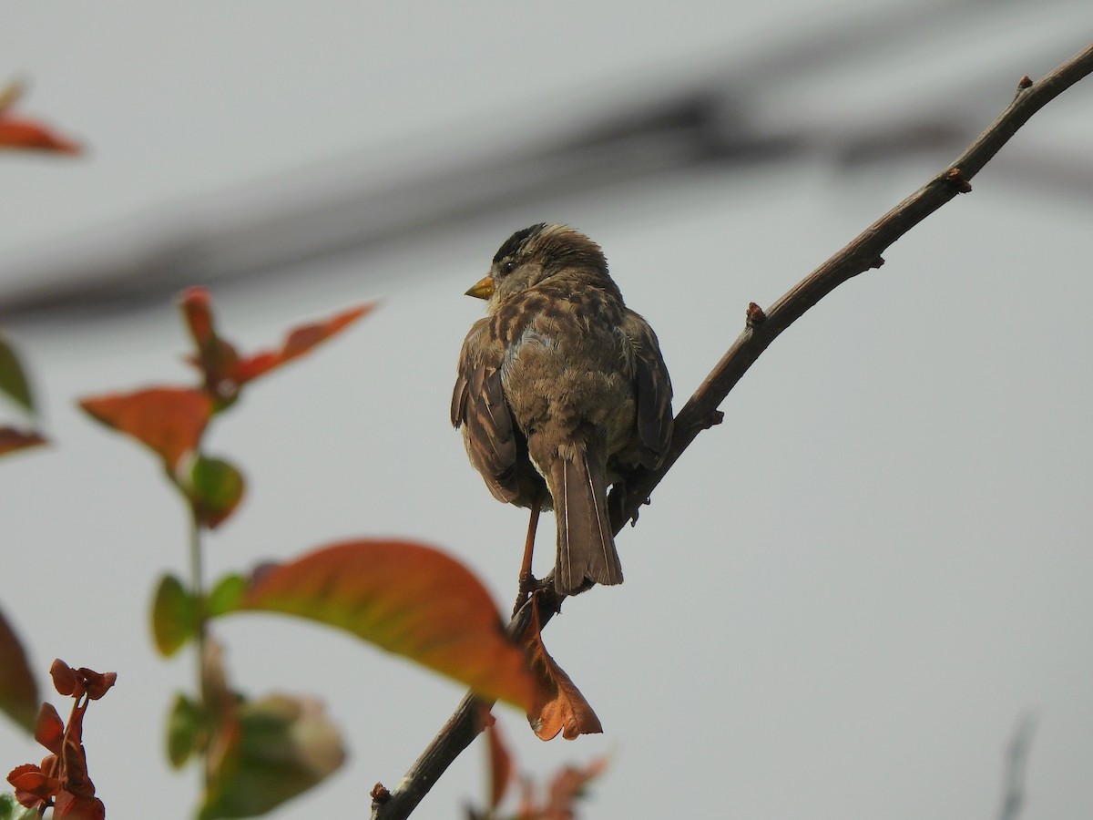 White-crowned Sparrow - ML638378636