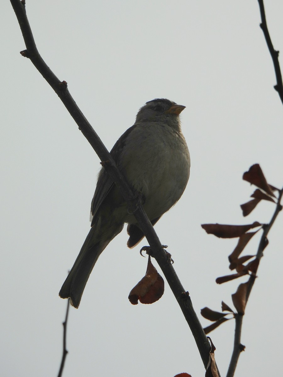 White-crowned Sparrow - ML638378637