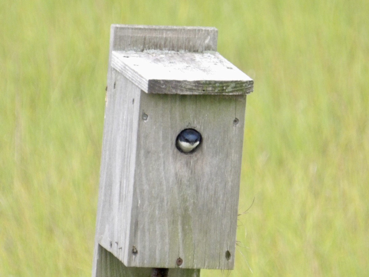 Tree Swallow - ML638378638