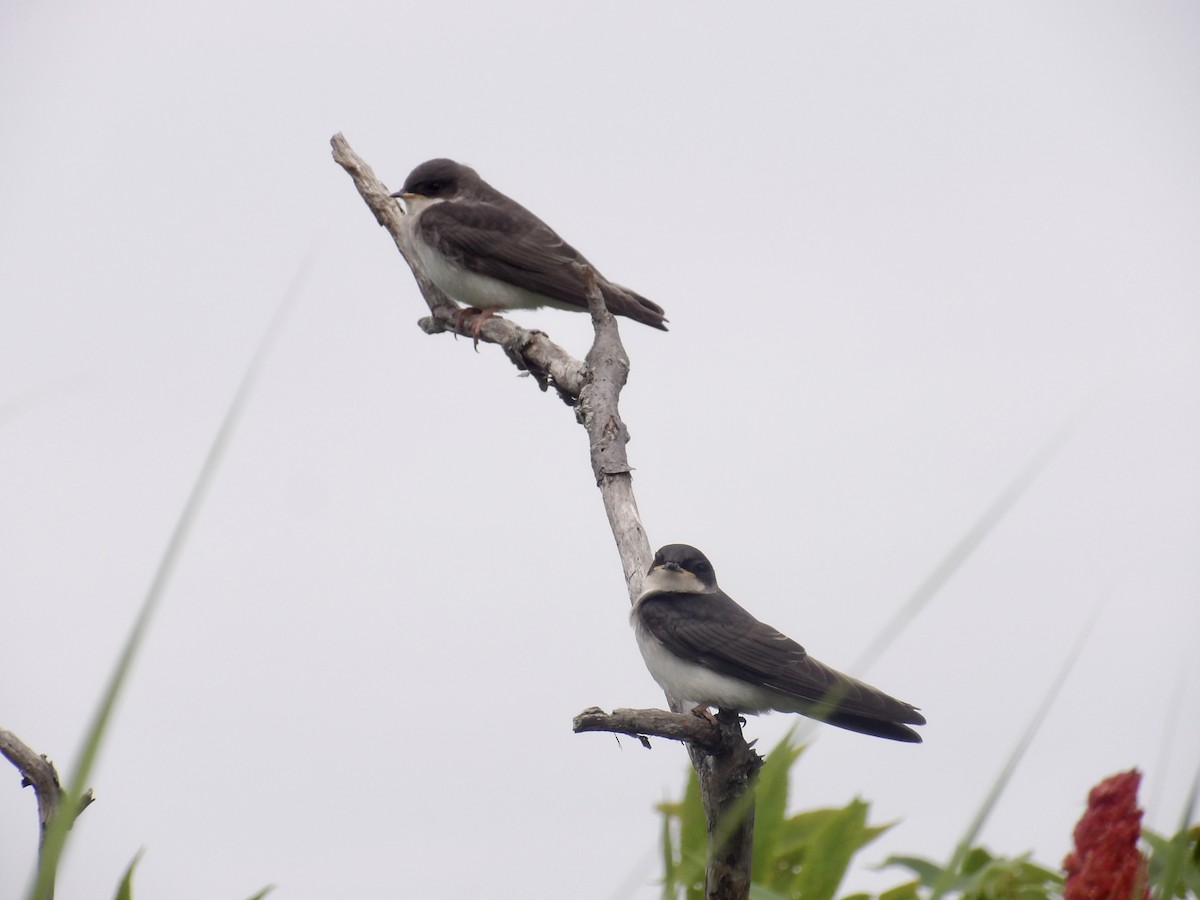 Tree Swallow - ML638378639