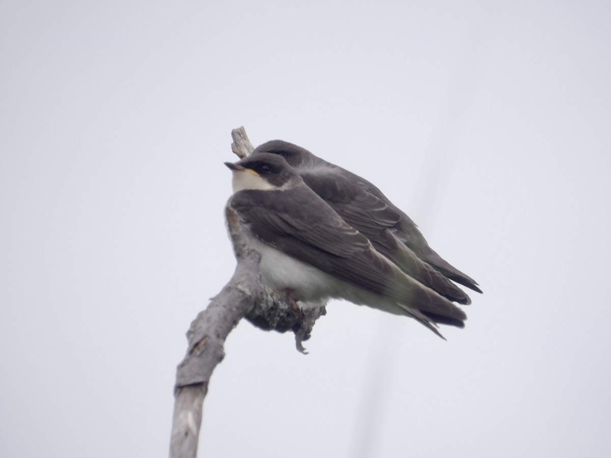 Tree Swallow - ML638378640