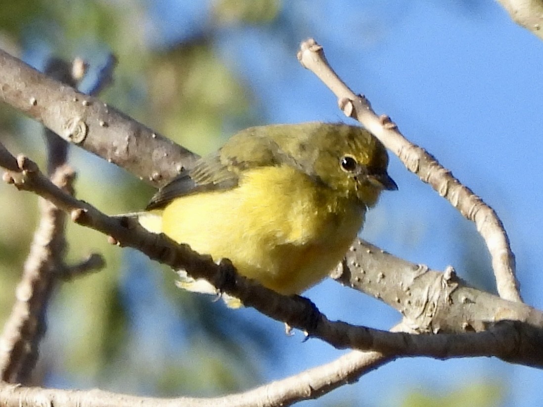 Purple-throated Euphonia - ML638378641