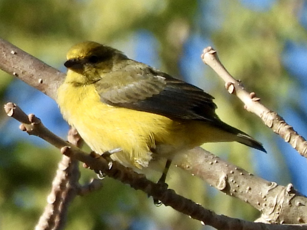 Purple-throated Euphonia - ML638378642