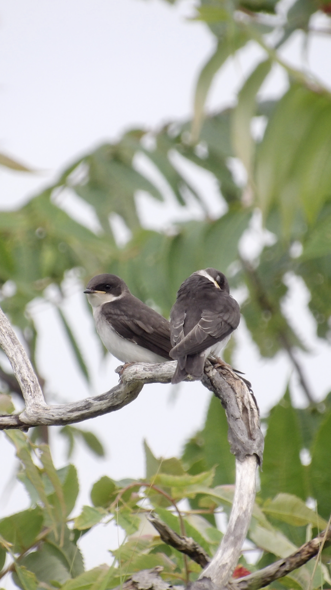 Tree Swallow - ML638378643