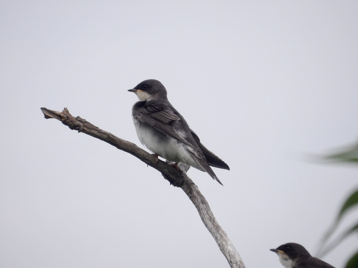 Tree Swallow - ML638378644