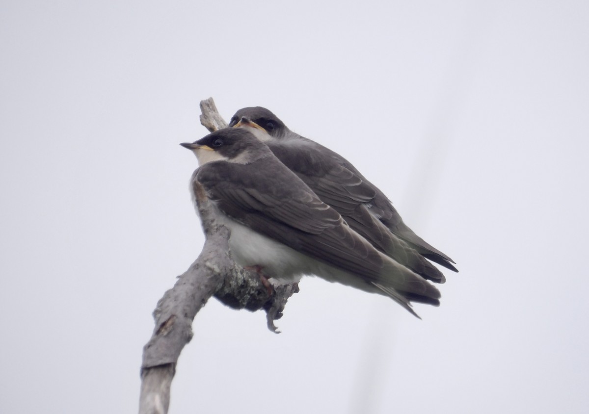 Tree Swallow - ML638378645