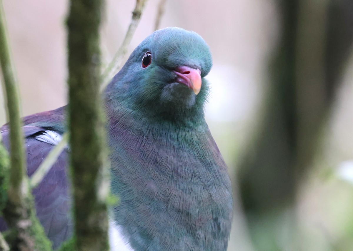 New Zealand Pigeon - ML638378649