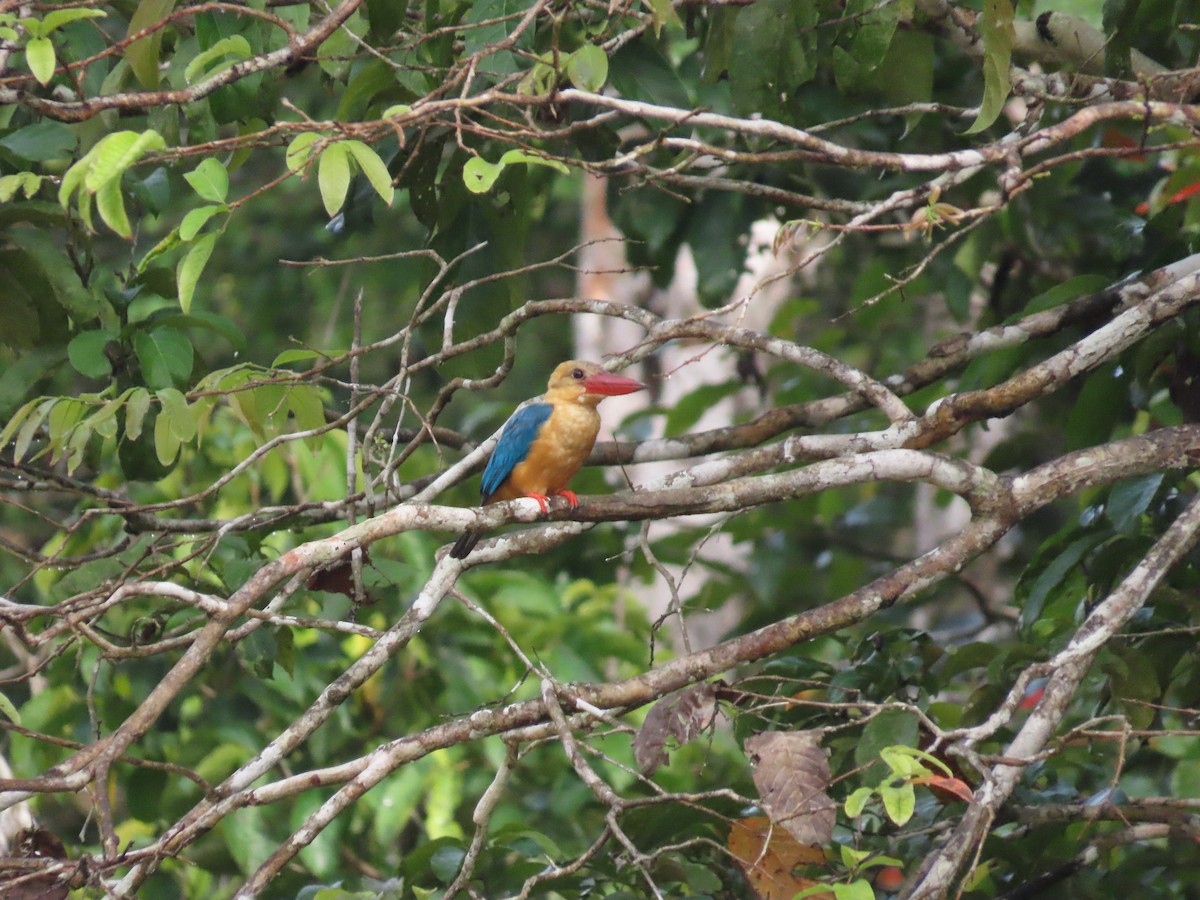 Stork-billed Kingfisher - ML638378663