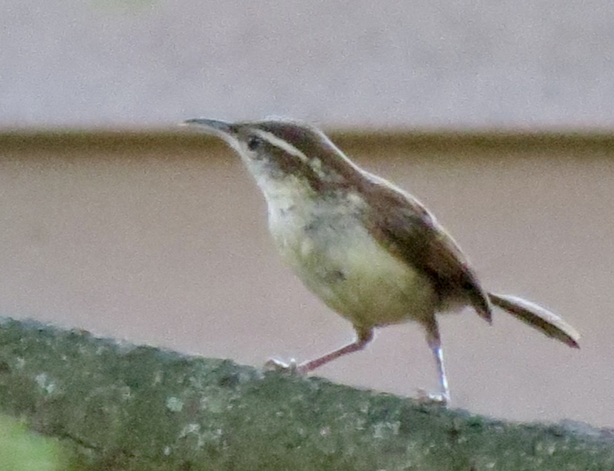 Carolina Wren - ML638378666