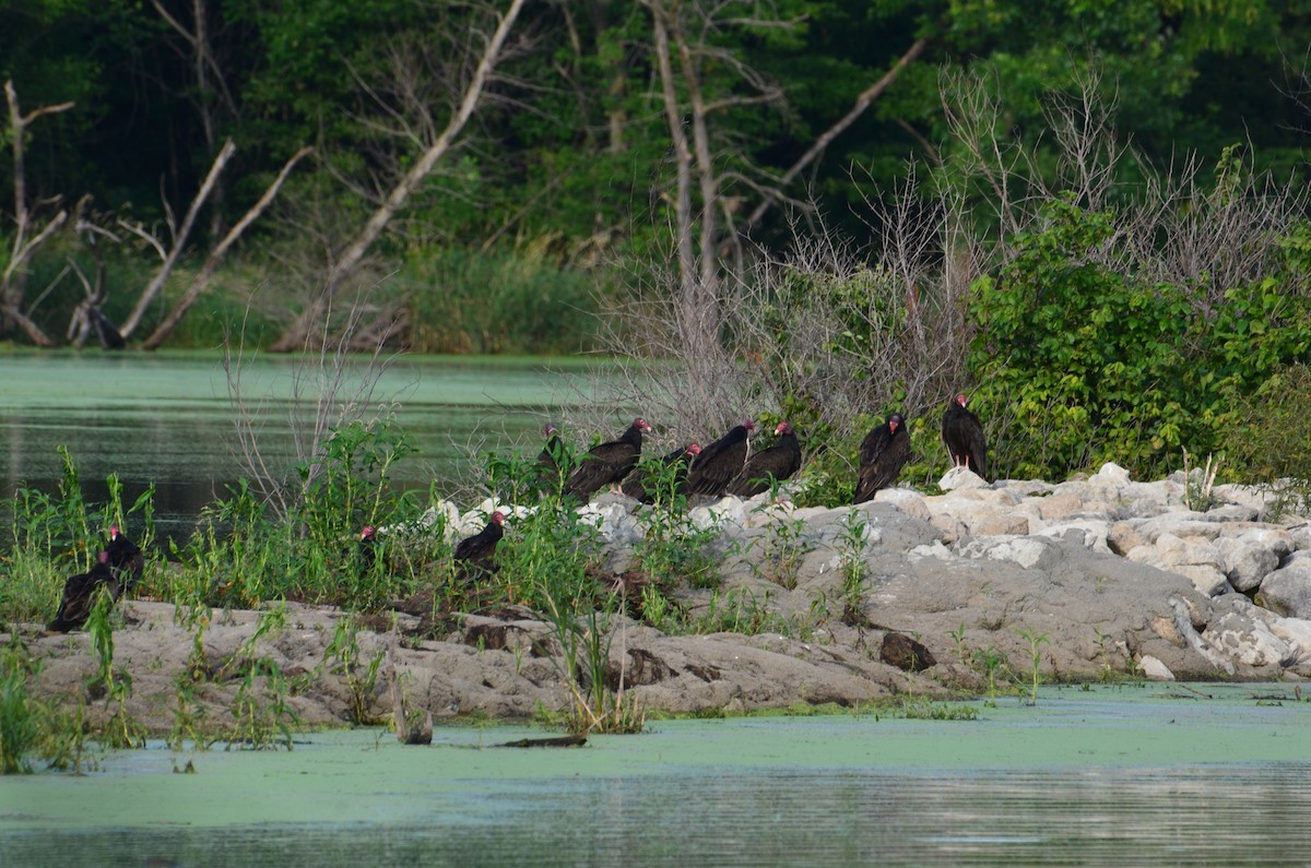 Turkey Vulture - ML638378671