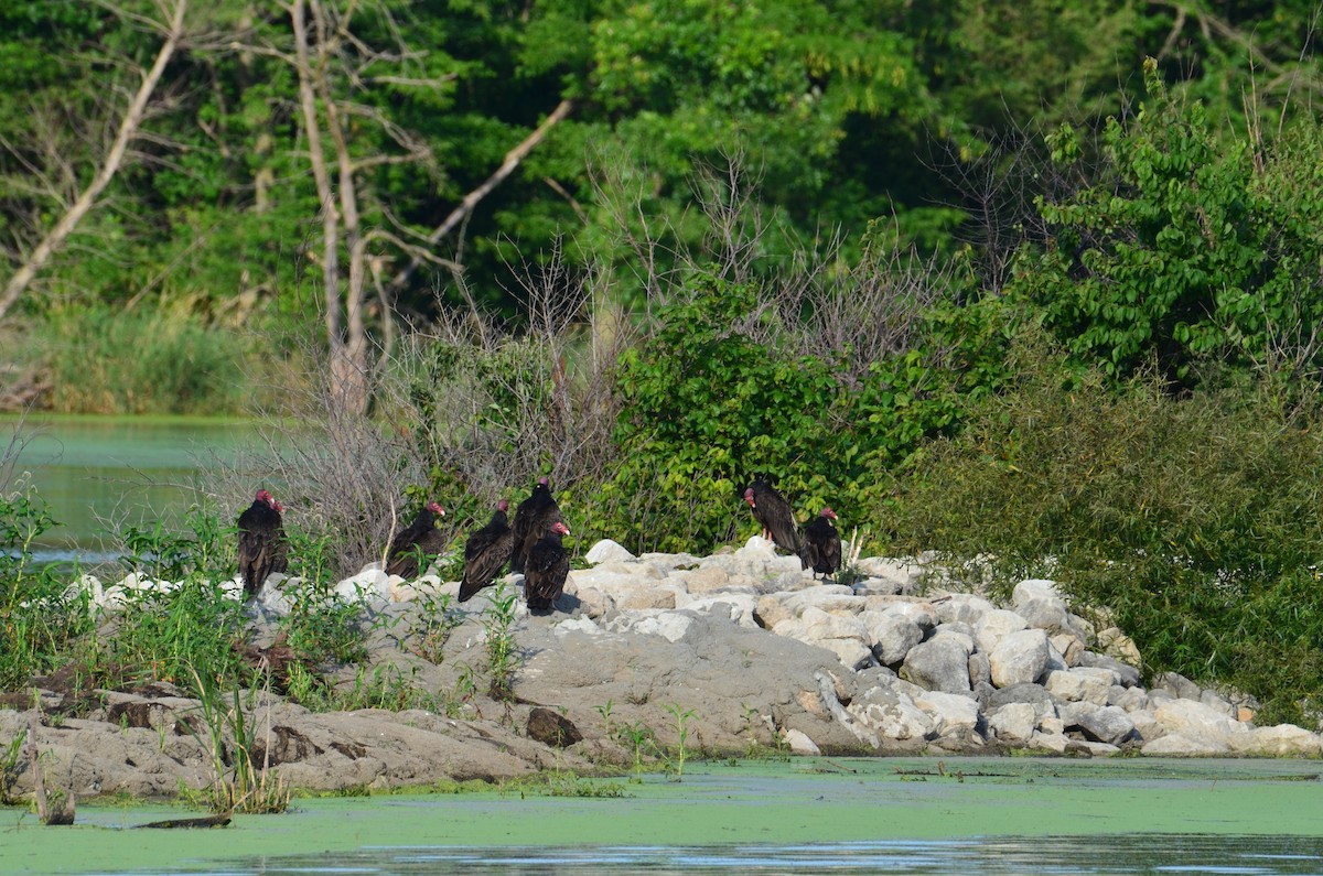 Turkey Vulture - ML638378672