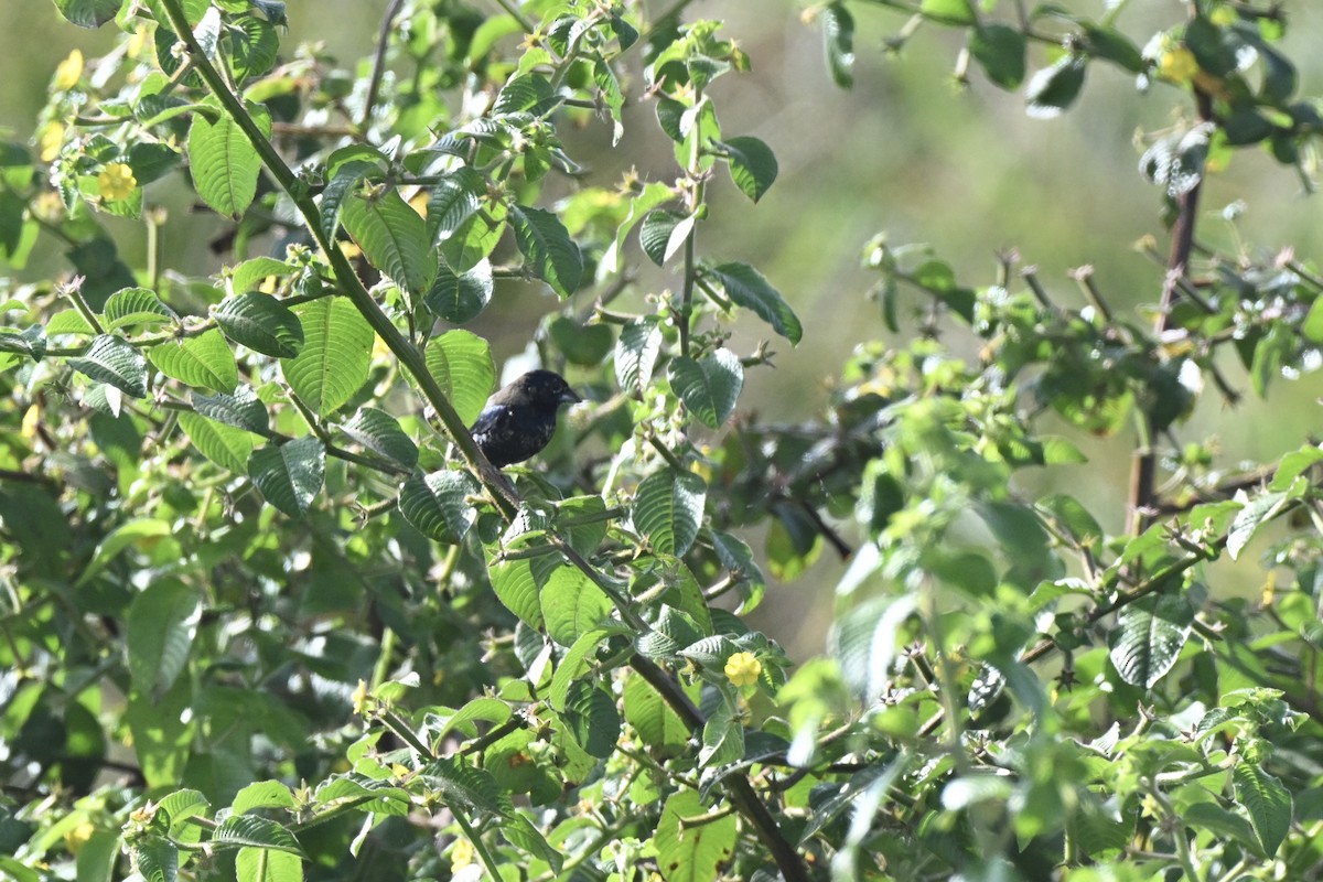 Blue-black Grassquit - ML638378679