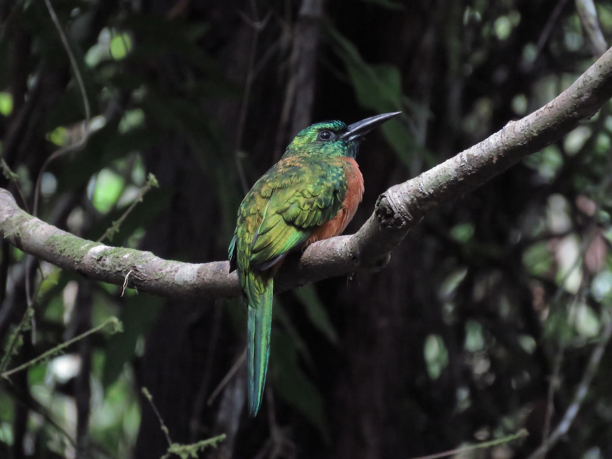 Great Jacamar - ML638378690