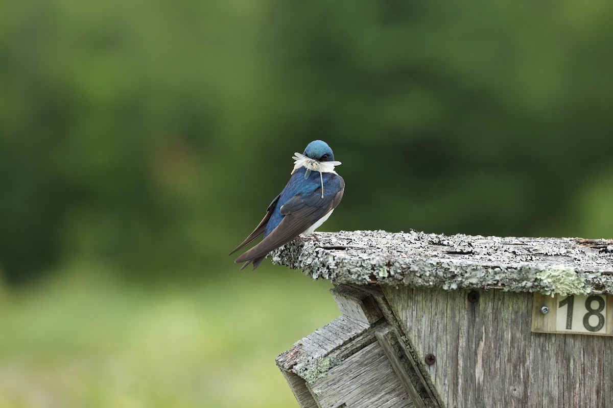Tree Swallow - ML638378712