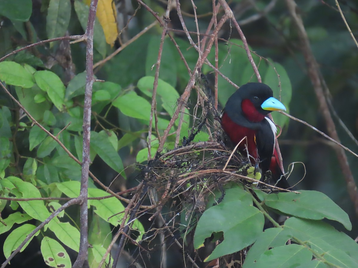 Black-and-red Broadbill - ML638378716
