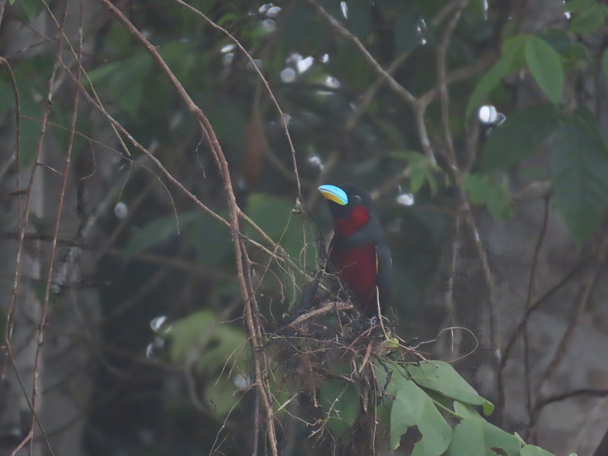 Black-and-red Broadbill - ML638378717