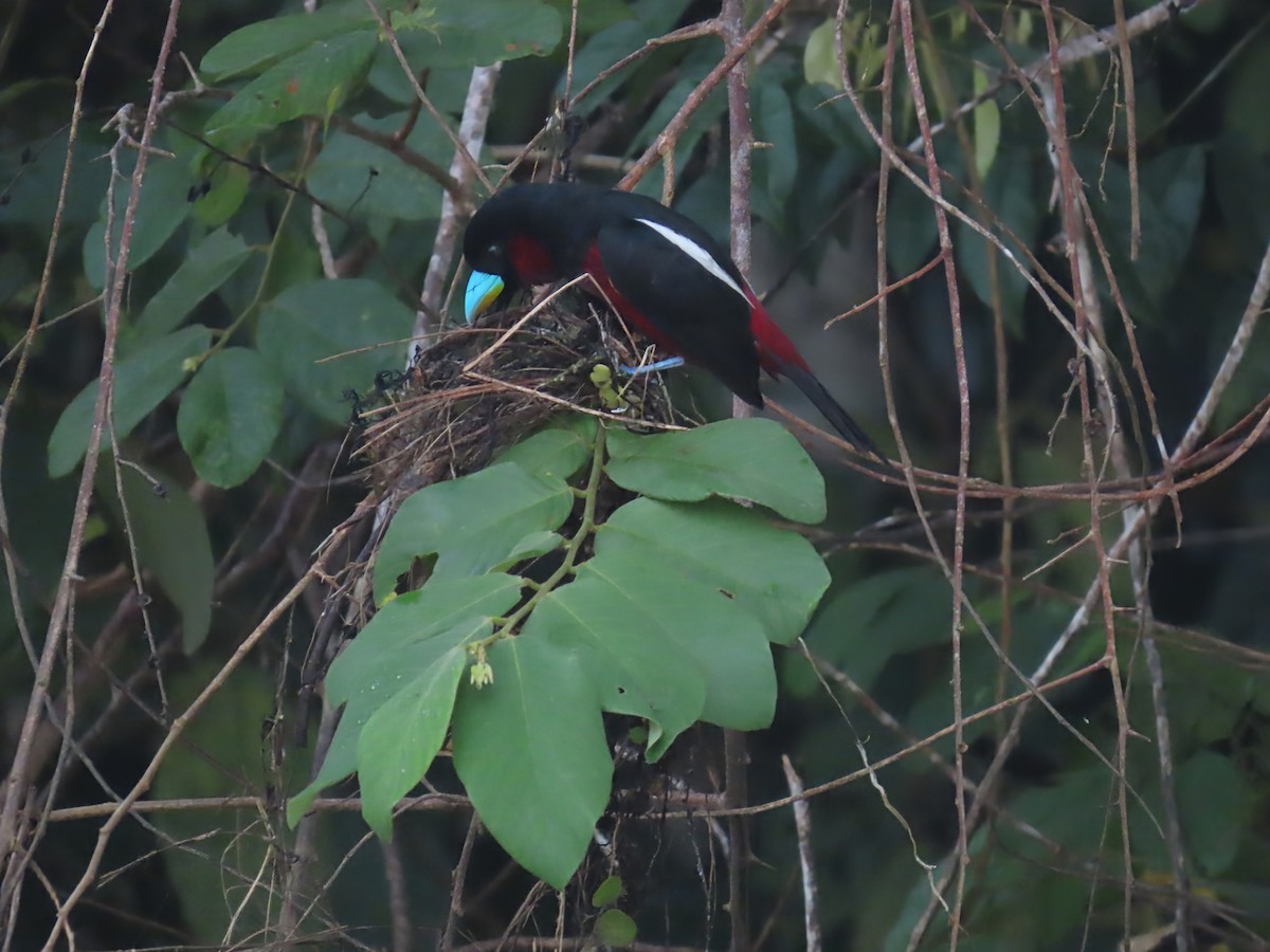 Black-and-red Broadbill - ML638378718