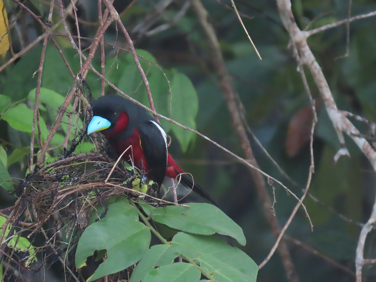 Black-and-red Broadbill - ML638378719