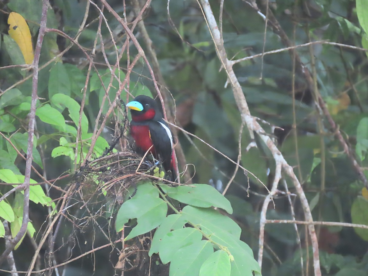 Black-and-red Broadbill - ML638378720