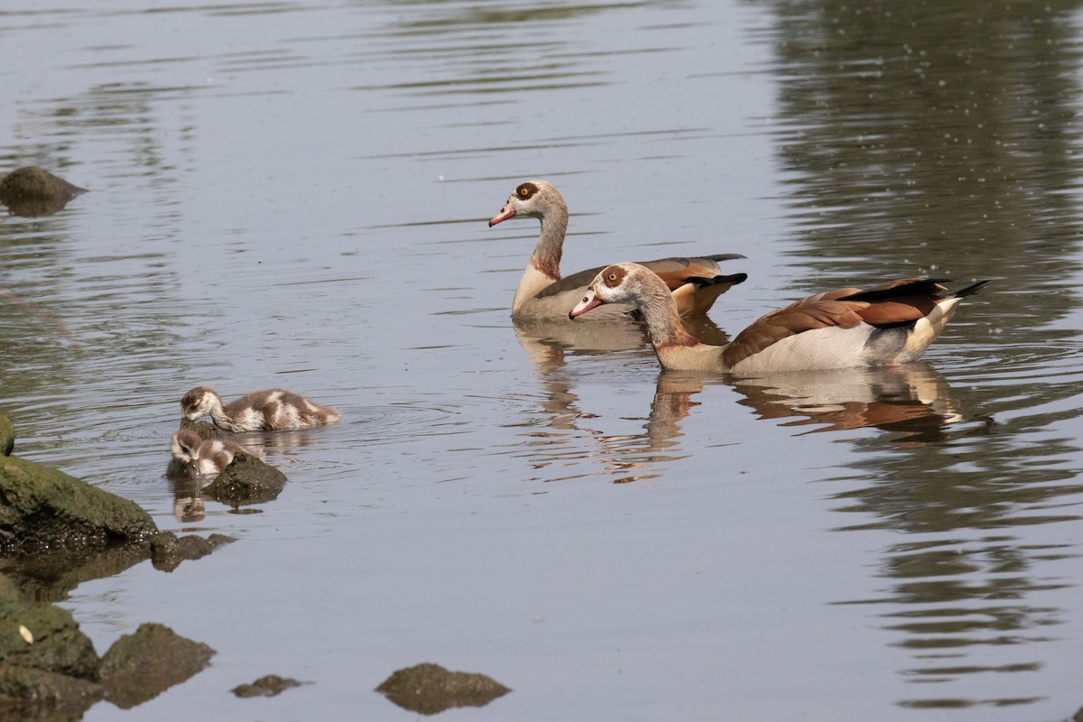 Egyptian Goose - ML638378721