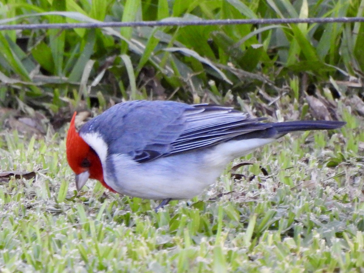 Red-crested Cardinal - ML638378723